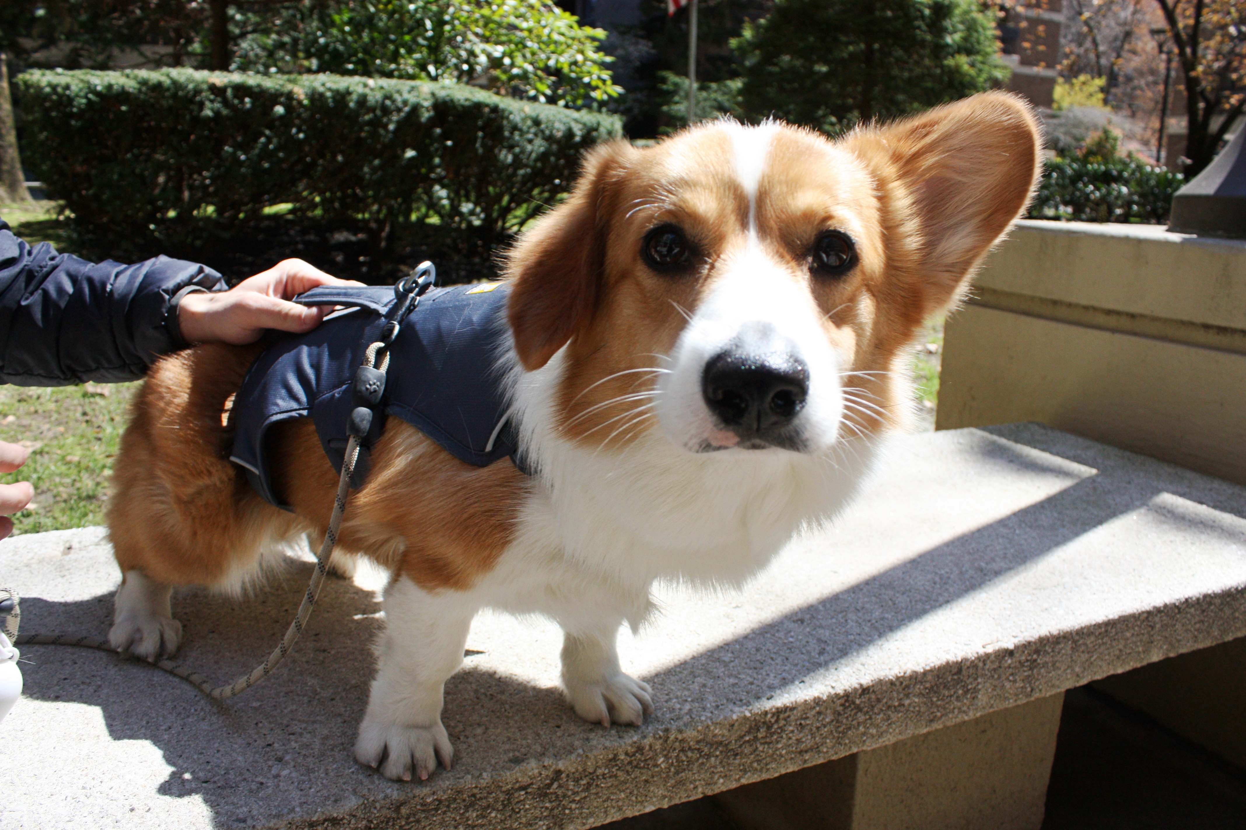Seaport Pups 8
